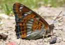 Limenitis populi  ©  S. Beshkov